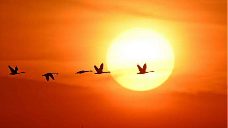 镜观飞羽 心系自然